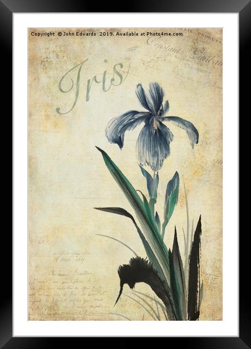 Iris Framed Mounted Print by John Edwards