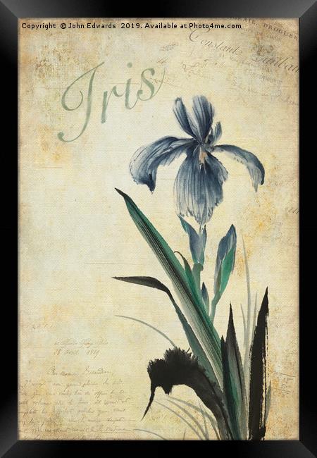 Iris Framed Print by John Edwards