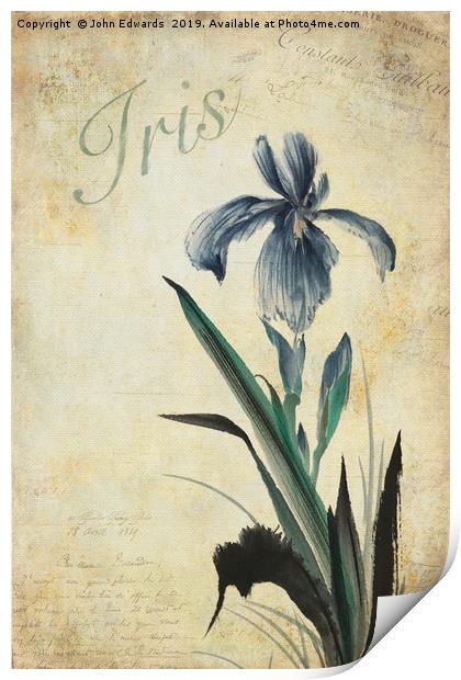 Iris Print by John Edwards