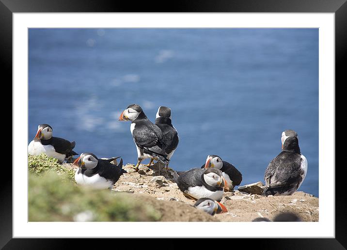 Puffin Colony Framed Mounted Print by Brian Beckett
