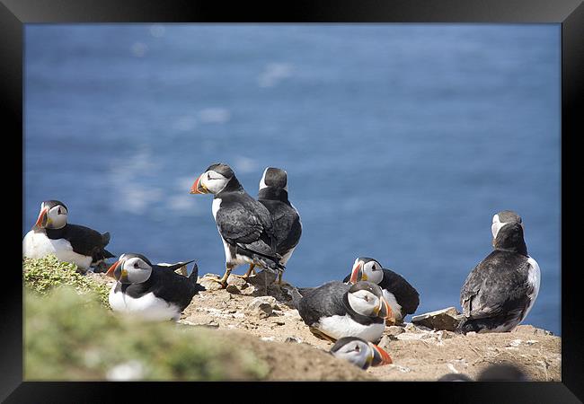 Puffin Colony Framed Print by Brian Beckett