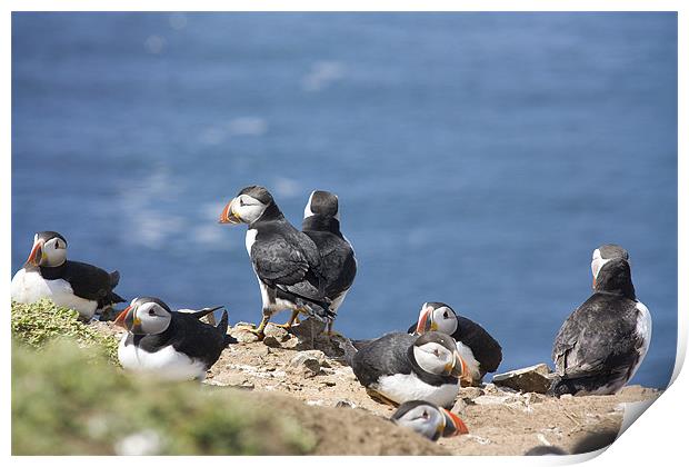 Puffin Colony Print by Brian Beckett