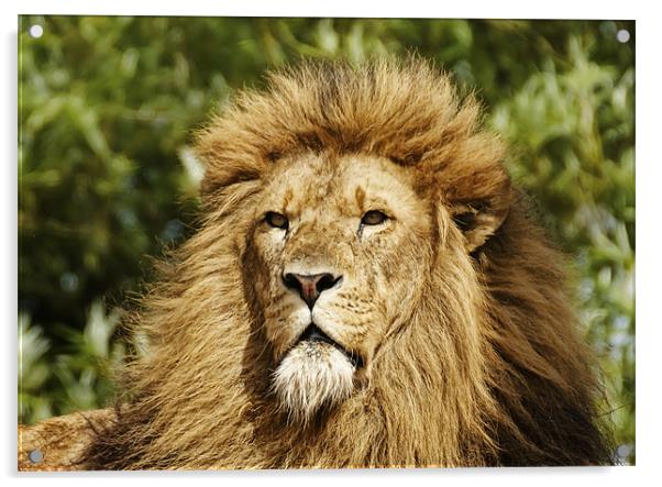Lion Acrylic by Sam Smith