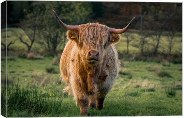 Highland Coo Canvas Print by Phil Nilsson
