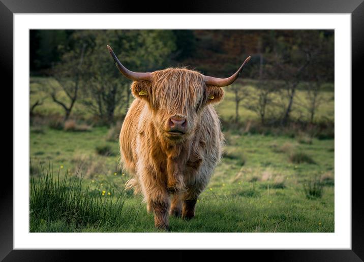 Highland Coo Framed Mounted Print by Phil Nilsson
