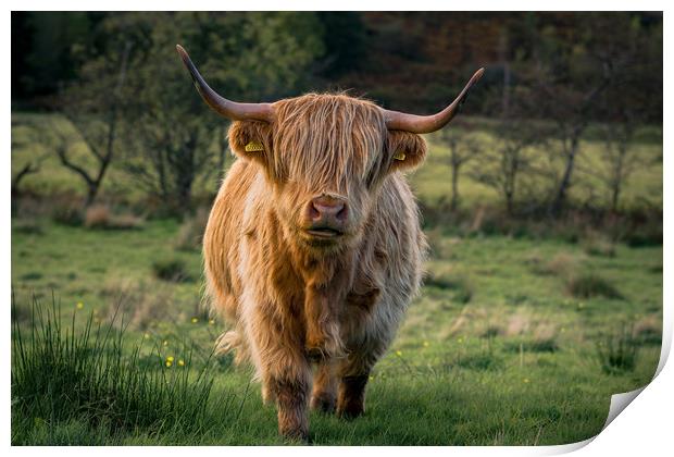 Highland Coo Print by Phil Nilsson