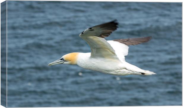 Gannet in Flight Canvas Print by Phil Nilsson