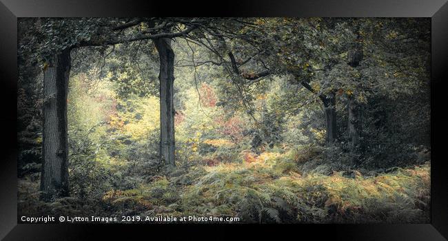 Beneath The Oaks Framed Print by Wayne Lytton