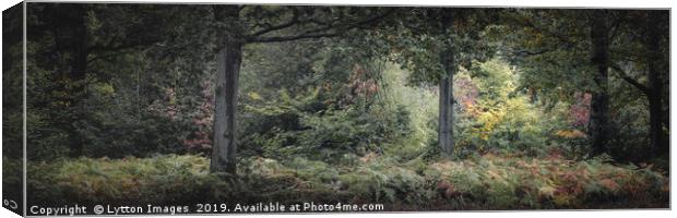 Beneath The Oaks - Panoramic Canvas Print by Wayne Lytton