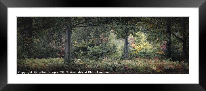 Beneath The Oaks - Panoramic Framed Mounted Print by Wayne Lytton