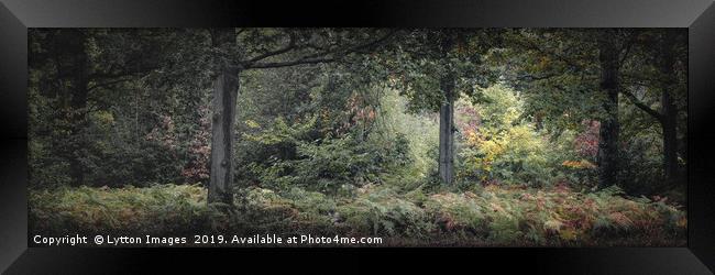 Beneath The Oaks - Panoramic Framed Print by Wayne Lytton