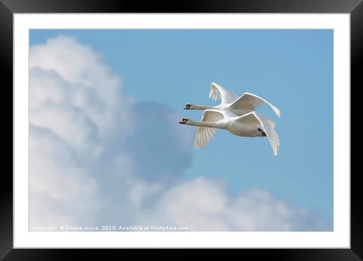 Flying high Framed Mounted Print by Donna Joyce