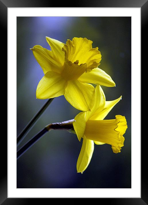 Daffodils Framed Mounted Print by Darren Burroughs