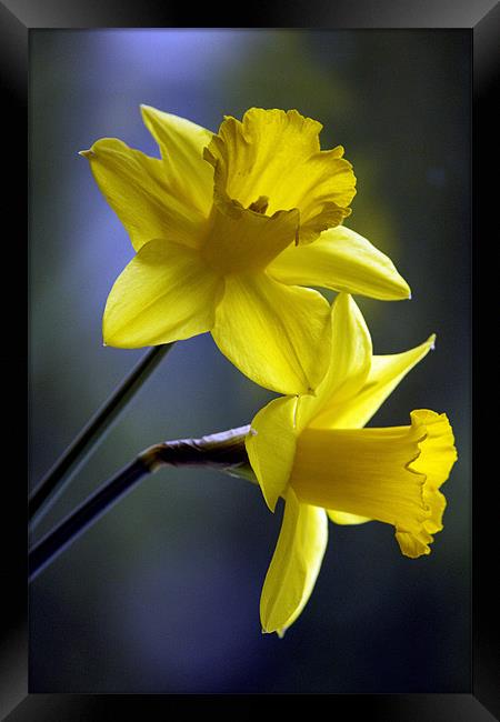 Daffodils Framed Print by Darren Burroughs