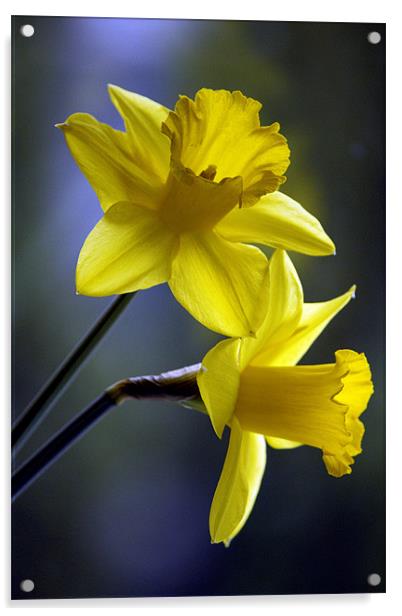 Daffodils Acrylic by Darren Burroughs