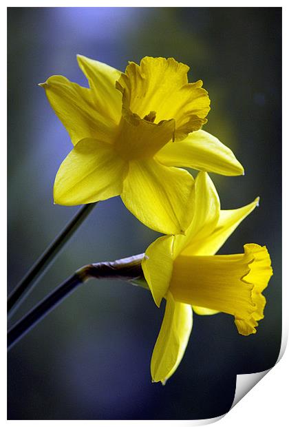 Daffodils Print by Darren Burroughs