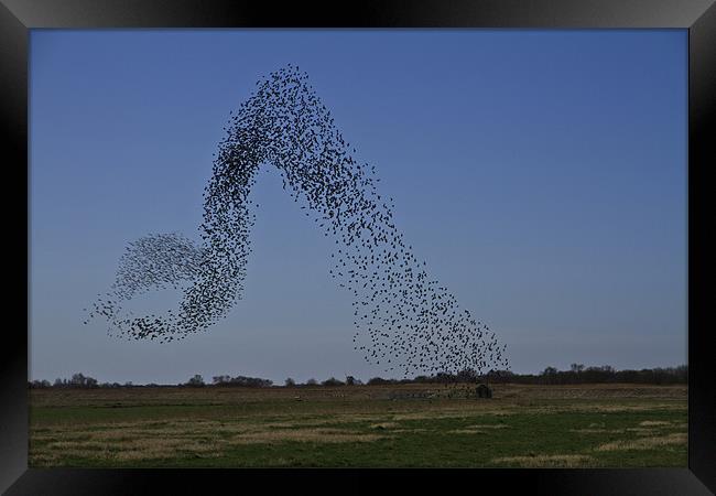 Murmuration of Starlings Framed Print by Paul Macro