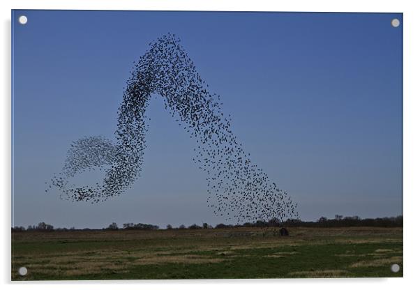 Murmuration of Starlings Acrylic by Paul Macro
