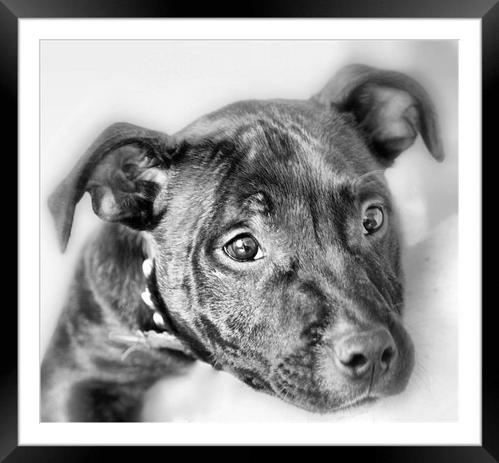 Staffordshire Bull Terrier (Re-Worked) Framed Mounted Print by Sandi-Cockayne ADPS