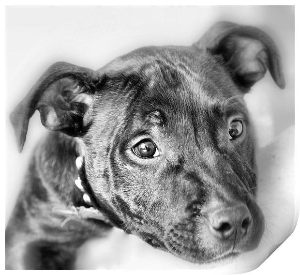 Staffordshire Bull Terrier (Re-Worked) Print by Sandi-Cockayne ADPS