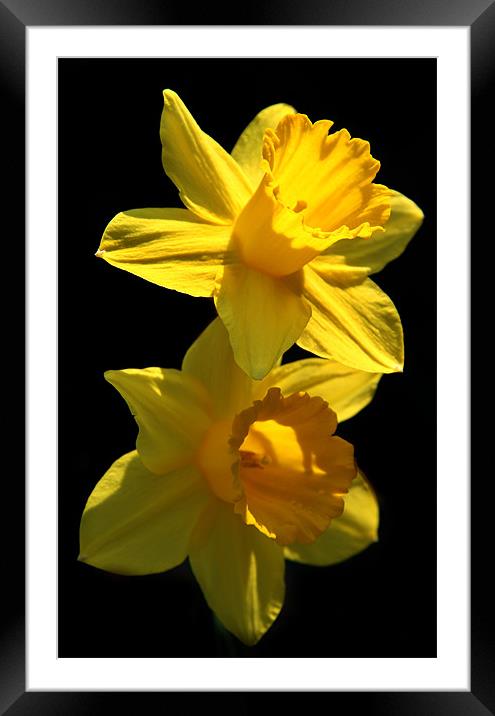 Two Daffodils Framed Mounted Print by Samantha Higgs