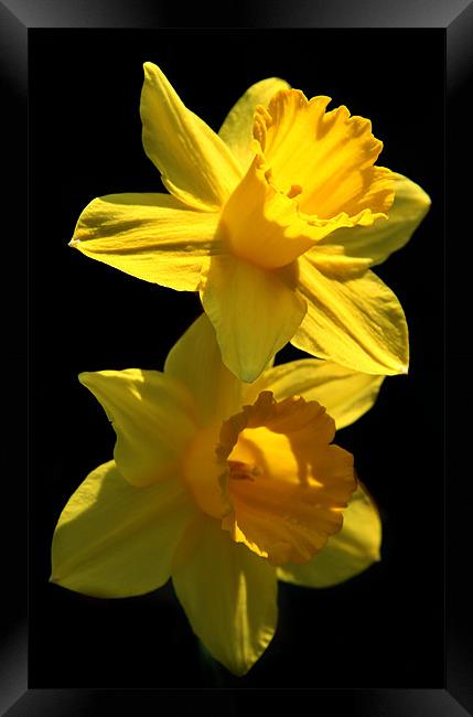 Two Daffodils Framed Print by Samantha Higgs