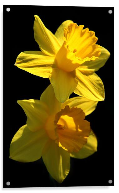 Two Daffodils Acrylic by Samantha Higgs
