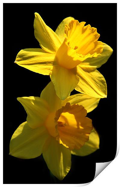 Two Daffodils Print by Samantha Higgs