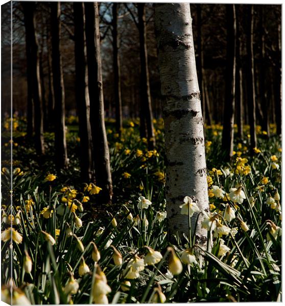 Silver Birch and Daffodils, O2, London, Docklands Canvas Print by Dawn O'Connor