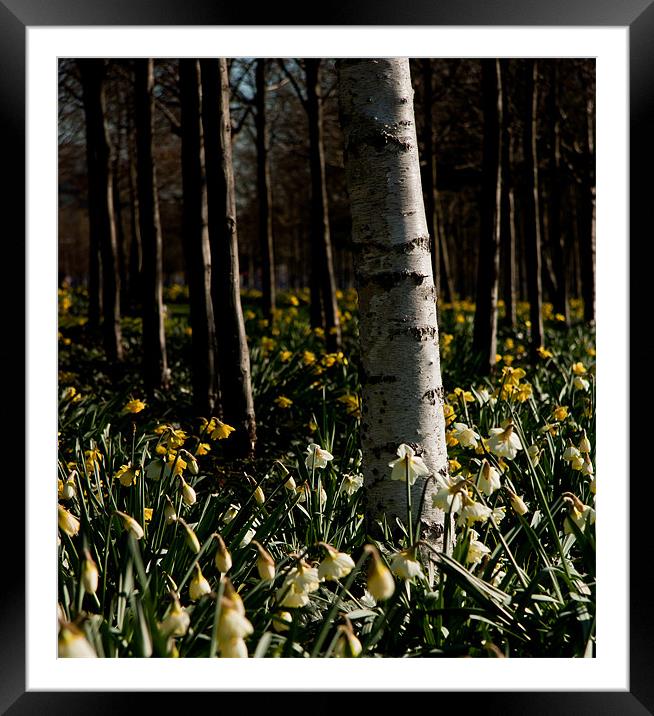 Silver Birch and Daffodils, O2, London, Docklands Framed Mounted Print by Dawn O'Connor