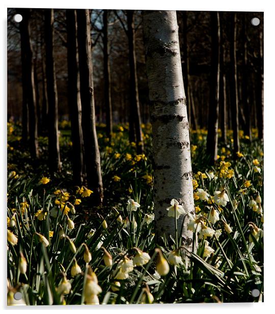 Silver Birch and Daffodils, O2, London, Docklands Acrylic by Dawn O'Connor