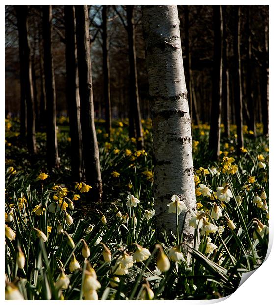 Silver Birch and Daffodils, O2, London, Docklands Print by Dawn O'Connor