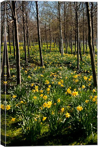 Daffodils and Trees, O2, Docklands, London Canvas Print by Dawn O'Connor