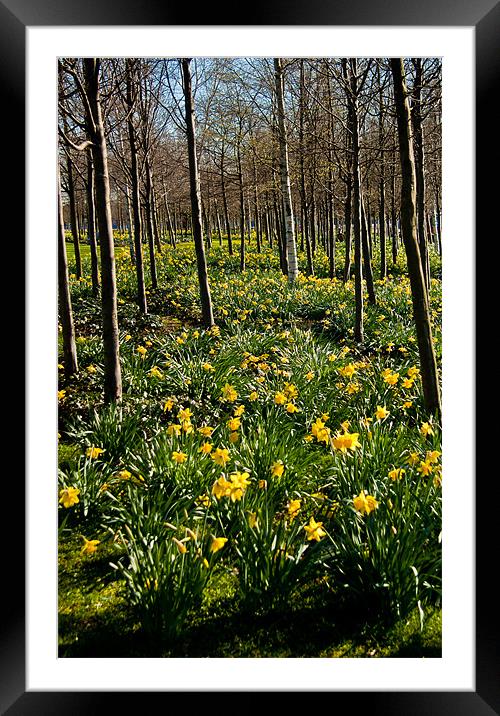 Daffodils and Trees, O2, Docklands, London Framed Mounted Print by Dawn O'Connor
