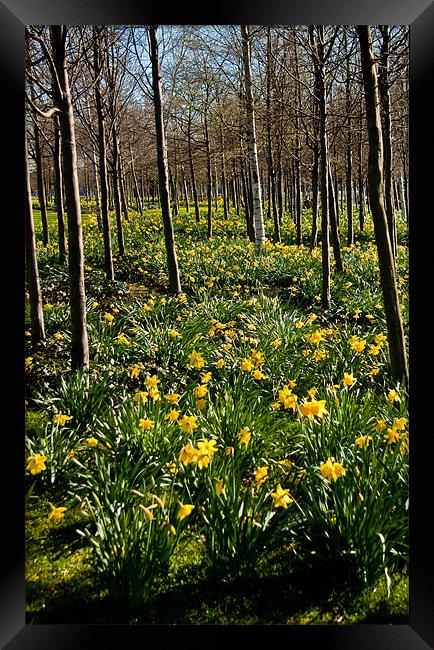 Daffodils and Trees, O2, Docklands, London Framed Print by Dawn O'Connor
