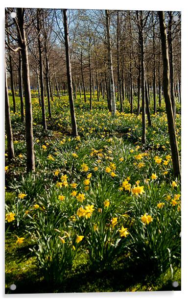 Daffodils and Trees, O2, Docklands, London Acrylic by Dawn O'Connor