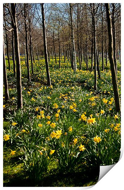Daffodils and Trees, O2, Docklands, London Print by Dawn O'Connor