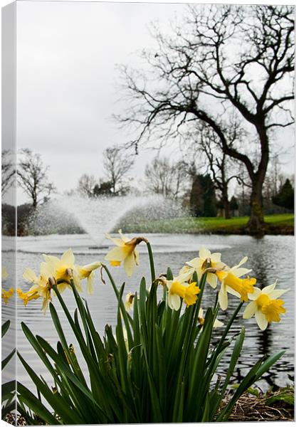 Daffodils and Fountain, Eltham, South London Canvas Print by Dawn O'Connor