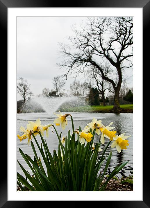 Daffodils and Fountain, Eltham, South London Framed Mounted Print by Dawn O'Connor