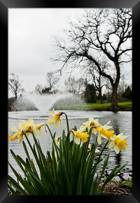 Daffodils and Fountain, Eltham, South London Framed Print by Dawn O'Connor