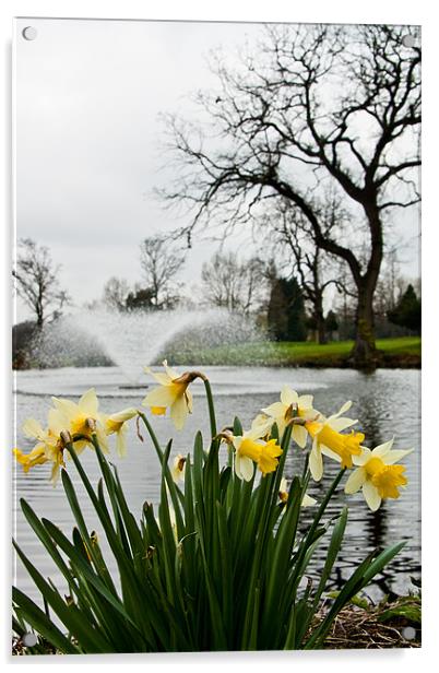 Daffodils and Fountain, Eltham, South London Acrylic by Dawn O'Connor