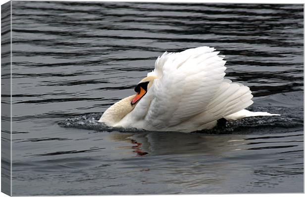Mute Swan 2 Canvas Print by Chris Day