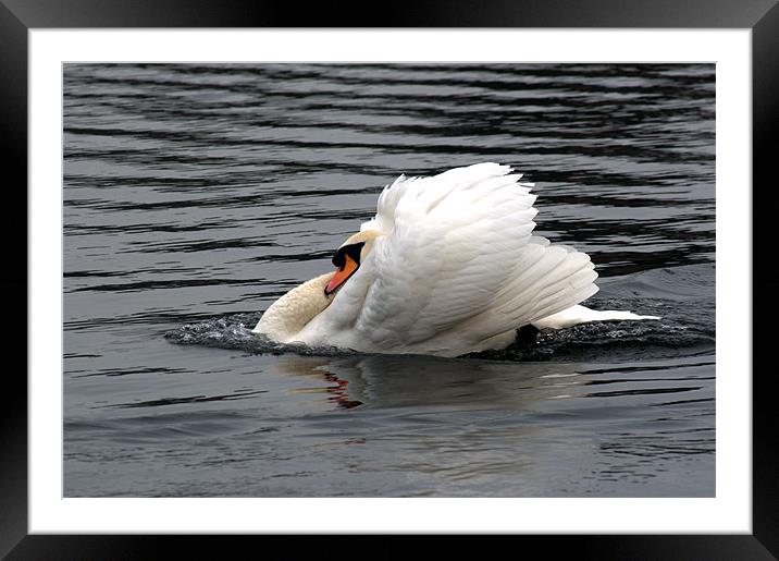 Mute Swan 2 Framed Mounted Print by Chris Day