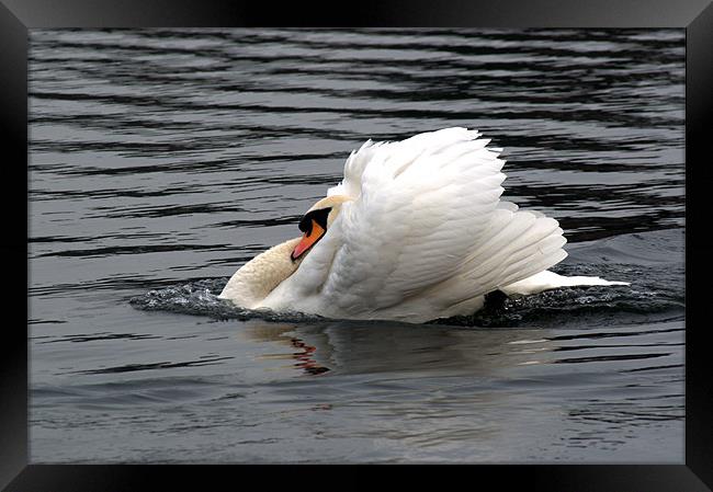 Mute Swan 2 Framed Print by Chris Day