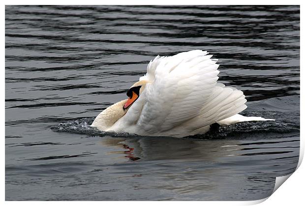 Mute Swan 2 Print by Chris Day