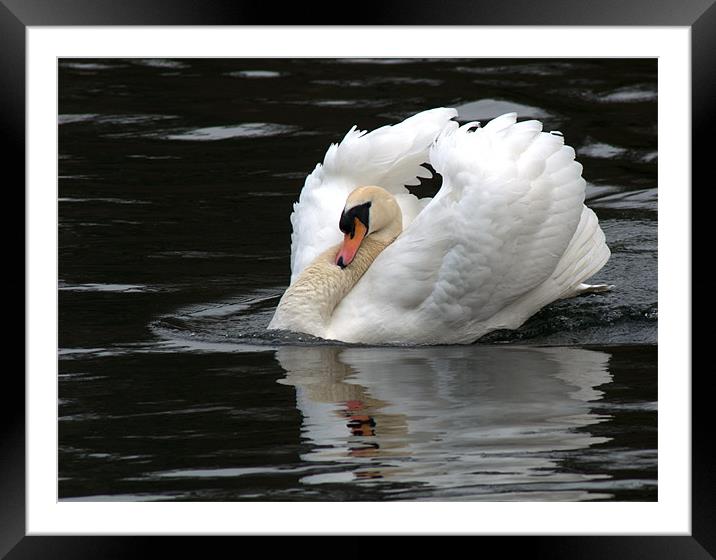 Mute Swan 1 Framed Mounted Print by Chris Day