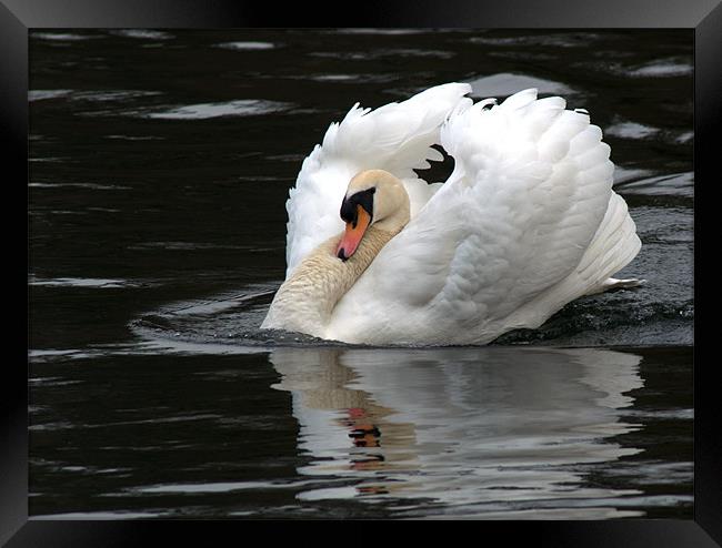 Mute Swan 1 Framed Print by Chris Day