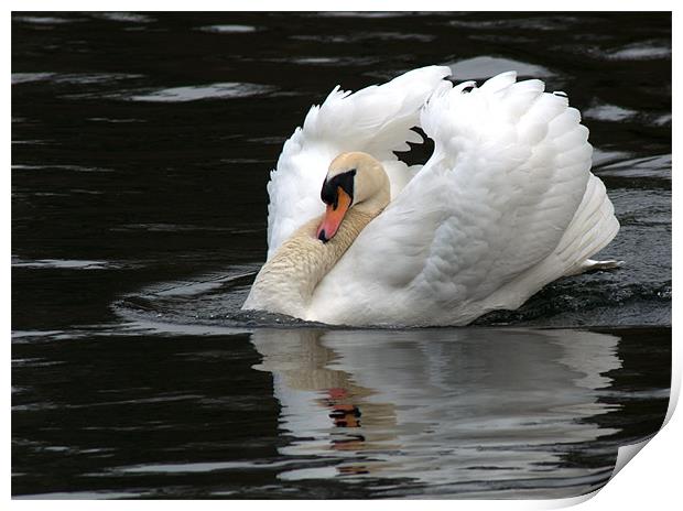 Mute Swan 1 Print by Chris Day
