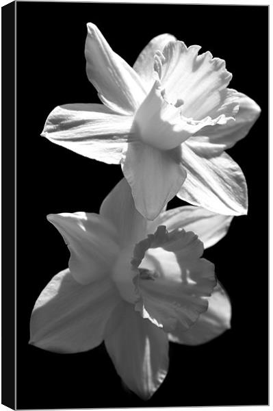 Daffodils in Black and White Canvas Print by Samantha Higgs