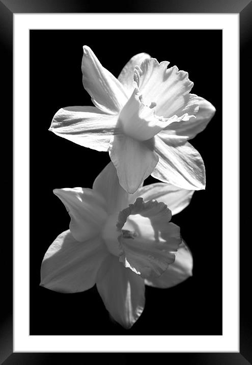 Daffodils in Black and White Framed Mounted Print by Samantha Higgs